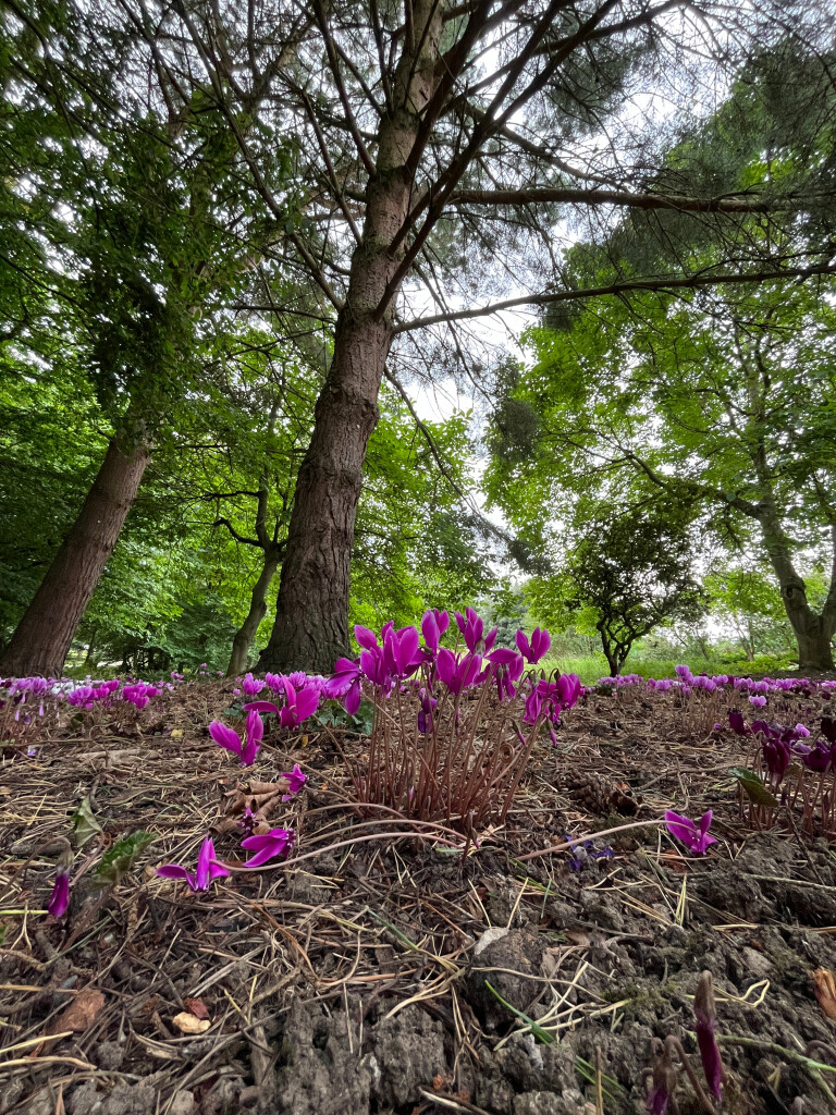 Crocuses, Mount Grace Priory, North Yorkshire